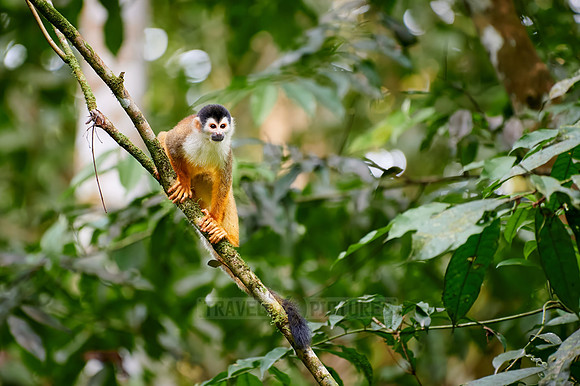 Central American squirrel monkey or red-backed squirrel monkey