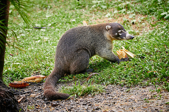 White-nosed Coati, Nasua narica