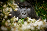 silverback