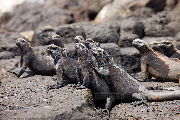 Marine Iguana, Amblyrhynchus cristatus