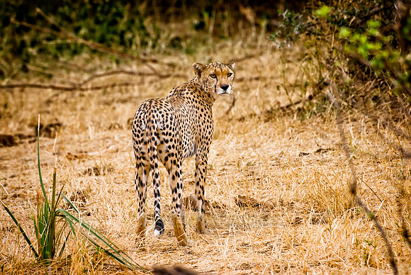male cheetah, Acinonyx jubatus