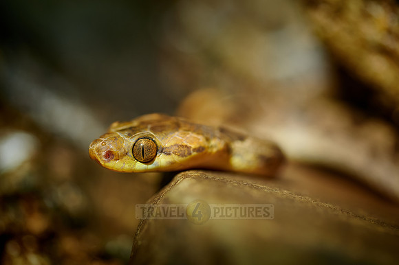 Northern Cat-eyed Snake (Leptodeira septentrionalis)