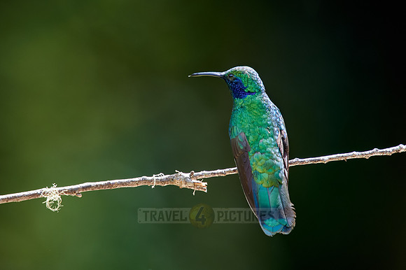 lesser violetear (Colibri cyanotus)