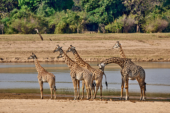 Thornicroft's giraffe (Giraffa camelopardalis thornicrofti)
