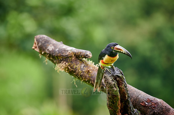 collared aracari (Pteroglossus torquatus)