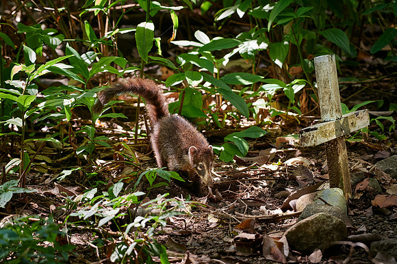 White-nosed Coati, Nasua narica