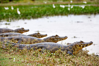 huge group yacare caiman