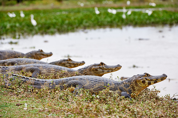 huge group yacare caiman