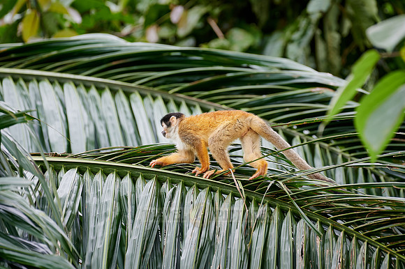 Central American squirrel monkey or red-backed squirrel monkey