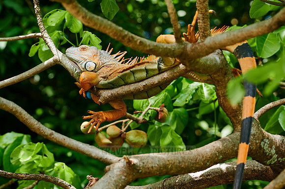 male green iguana