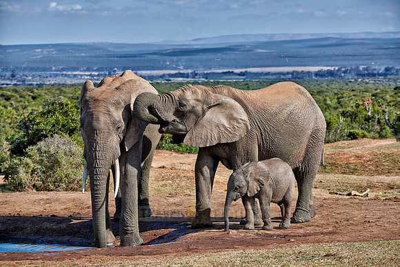 elephants with youngster