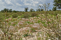 vleilelie, Nerine laticoma