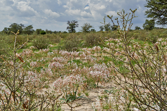 vleilelie, Nerine laticoma