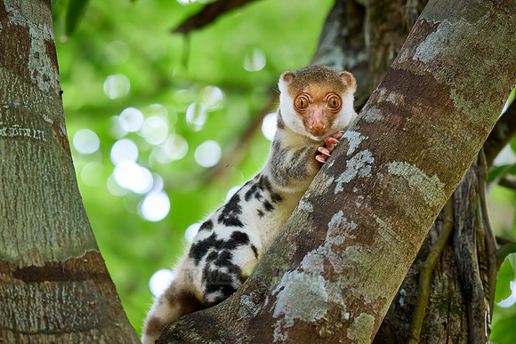 Waigeou cuscus or Waigeou spotted cuscus (Spilocuscus papuensis)