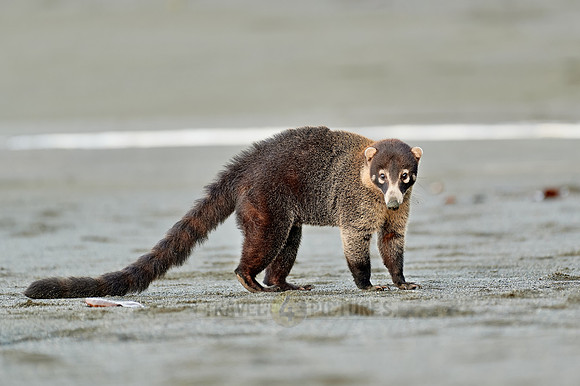 White-nosed Coati plunders nest with turtle eggs