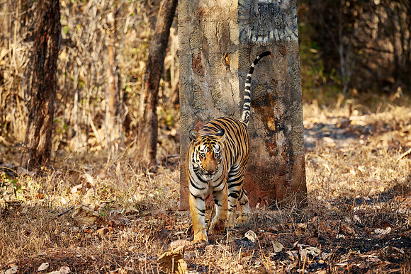 Bengal tiger (Panthera tigris tigris)