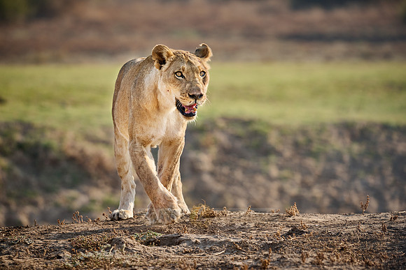 lioness (Panthera leo)