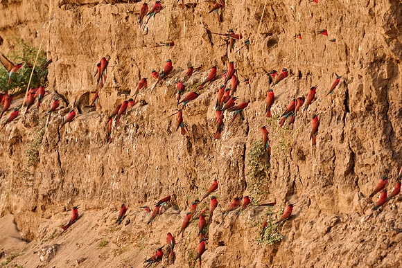 Kolonie Karminspinte (Merops nubicus) |southern carmine bee-eater (Merops nubicoides)|