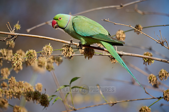 Indian rose-ringed parakeet (Psittacula krameri manillensis)