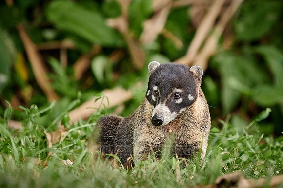 White-nosed Coati, Nasua narica