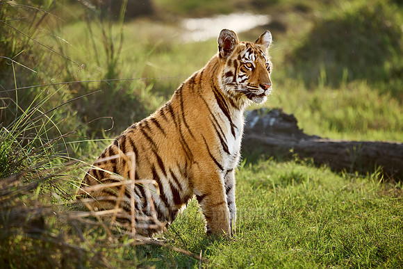 Bengal tiger cub (Panthera tigris tigris)