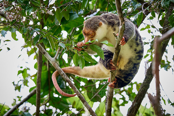 Waigeou cuscus or Waigeou spotted cuscus (Spilocuscus papuensis)