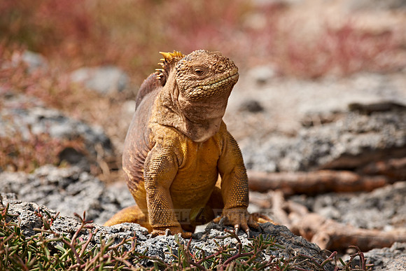 Galapagos Land Iguana