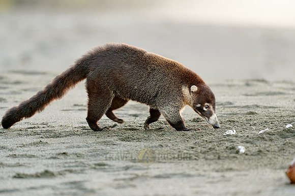 White-nosed Coati plunders nest with turtle eggs