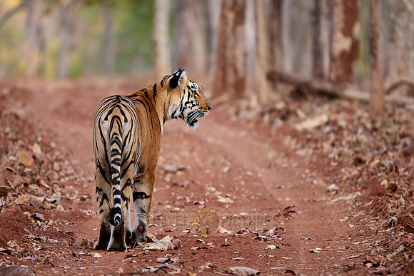 Bengal tiger (Panthera tigris tigris)