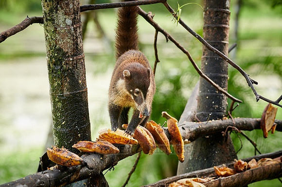 White-nosed Coati, Nasua narica