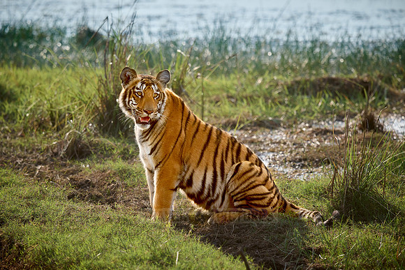 Bengal tiger cub (Panthera tigris tigris)