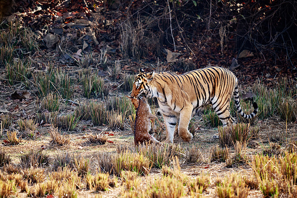 Tiger with prey in mouth