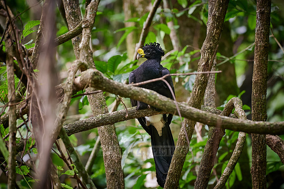 Male Great Curassow in rainforest