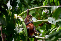 ornate spider monkey (Ateles geoffroyi ornatus)