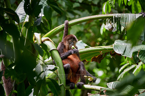 ornate spider monkey (Ateles geoffroyi ornatus)