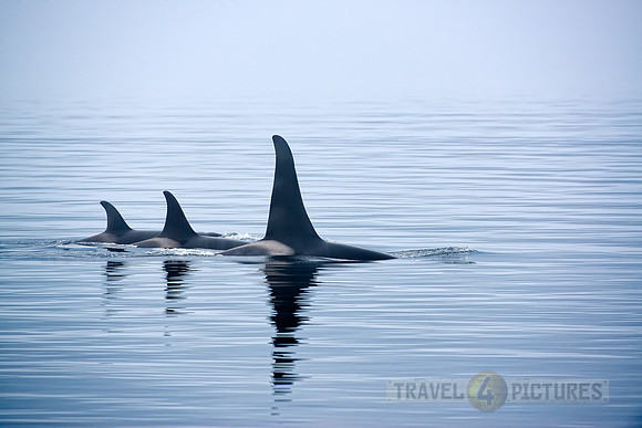 Resident Killer whales