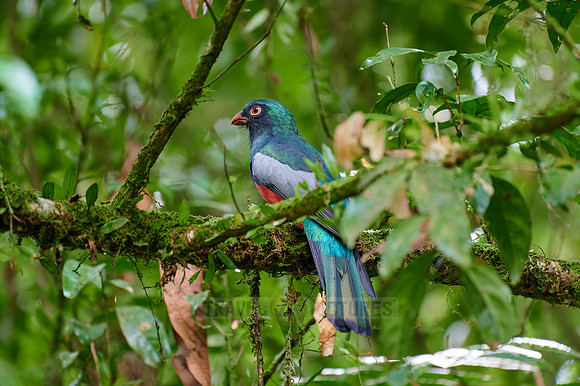 Slaty-tailed trogon (Trogon massena)