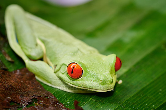 red-eyed tree frog or Agalychnis callidryas