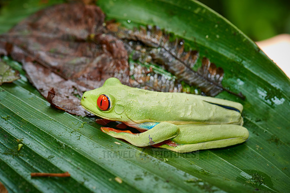 red-eyed tree frog or Agalychnis callidryas
