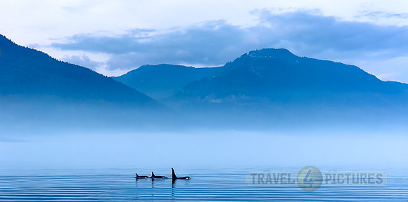 Resident Killer whales in landscape