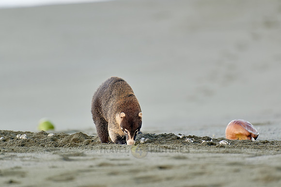 White-nosed Coati plunders nest with turtle eggs