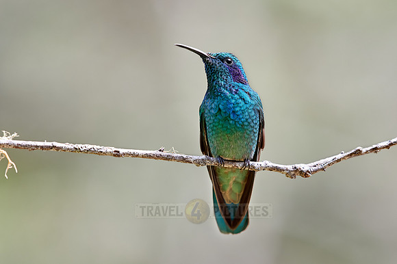 lesser violetear (Colibri cyanotus)