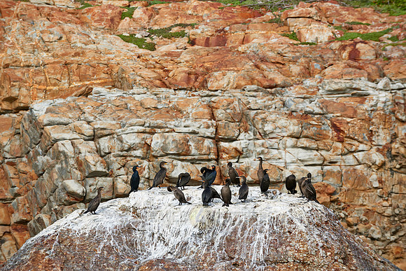 cormorants (Phalacrocorax carbo) on rocks
