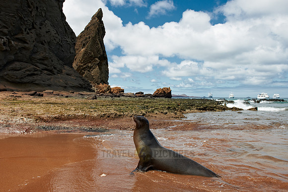 Galapagos-Seelöwe, Zalophus wollebaeki |Galapagos Sea Lion, Zalophus wollebaeki|