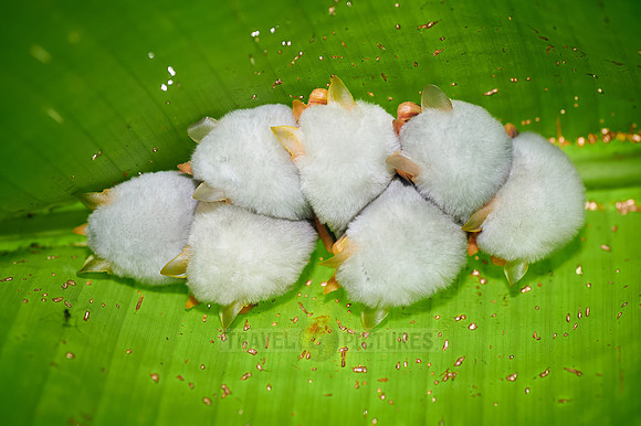 White Tent Bat or Honduran white bat