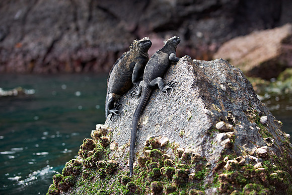 Marine Iguana, Amblyrhynchus cristatus