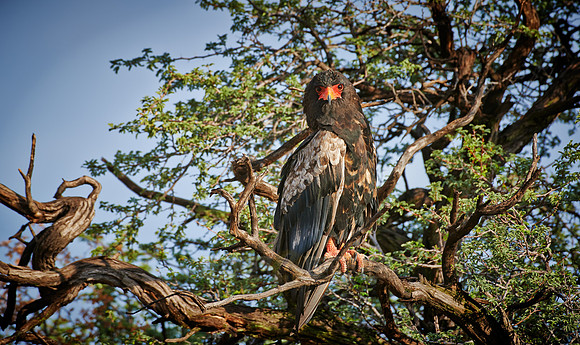 Bateleur eagle