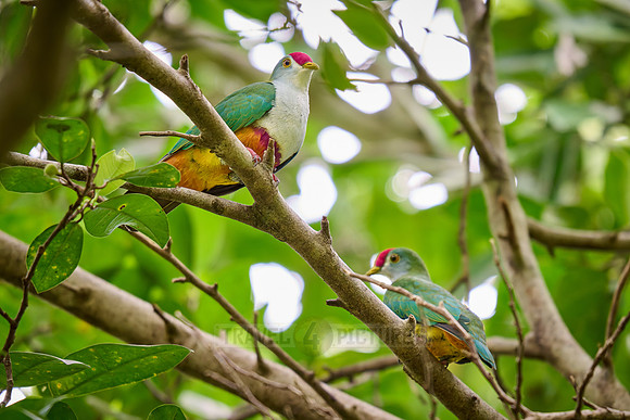 Beautiful Fruit-dove also known as the rose-fronted pigeon or crimson-capped fruit dove