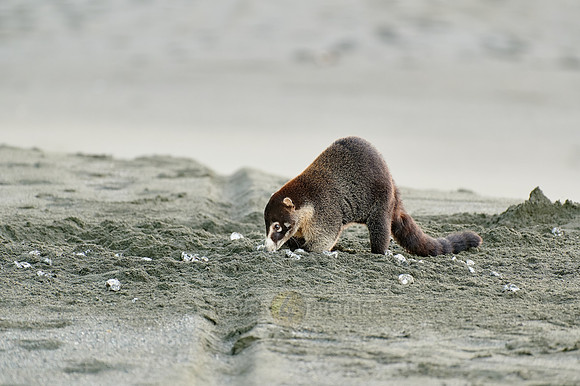 White-nosed Coati plunders nest with turtle eggs