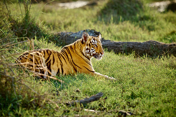Bengal tiger cub (Panthera tigris tigris)